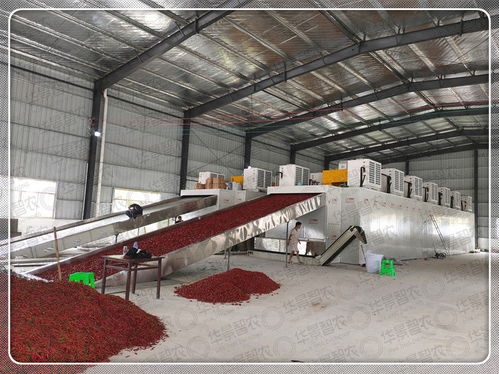 如何設(shè)置辣椒烘干機溫度